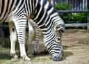 動物図鑑・チャップマンシマウマの写真 2